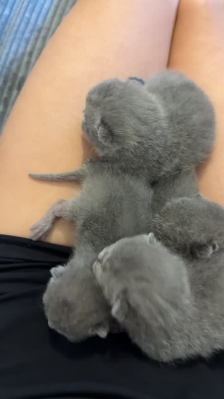 British Shorthair cats for sale: Stunning chunky bsh kittens ready to go 2 left  - Video 3