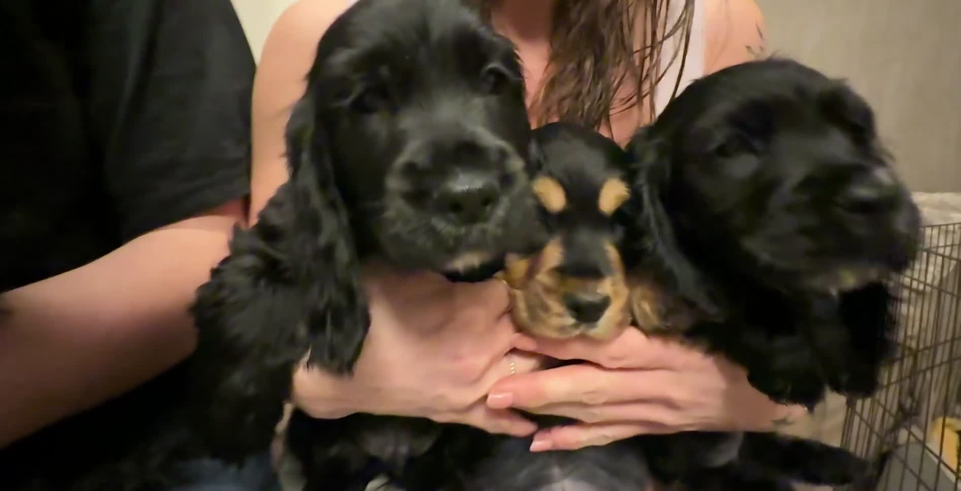 Cocker Spaniel dogs for sale: Pure Bred English Cocker Spaniel  - Video 1