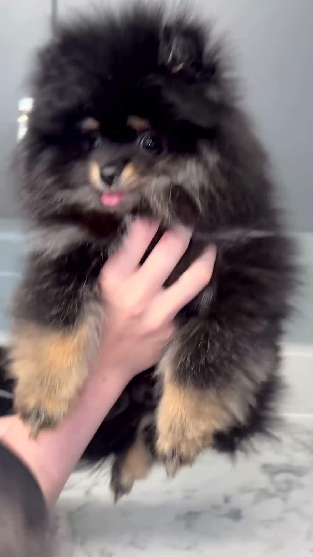 Pomeranian dogs for sale: Stunning Russian Pom  in Harlow - Video 2