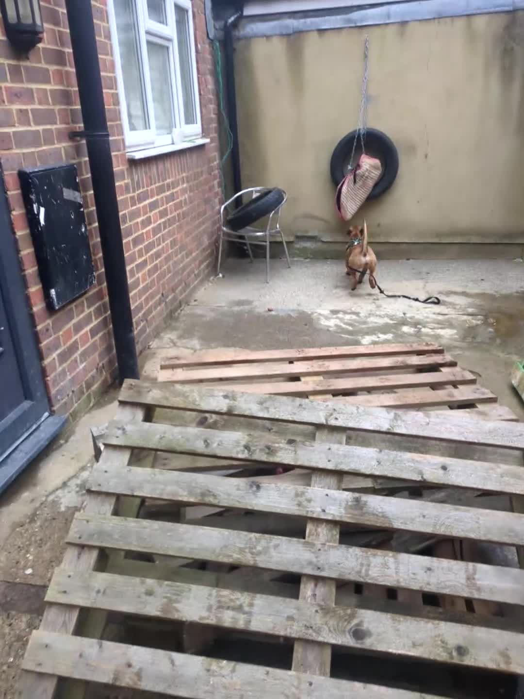 Mixed Breed dogs for sale: F1 bull herder  - Video 1