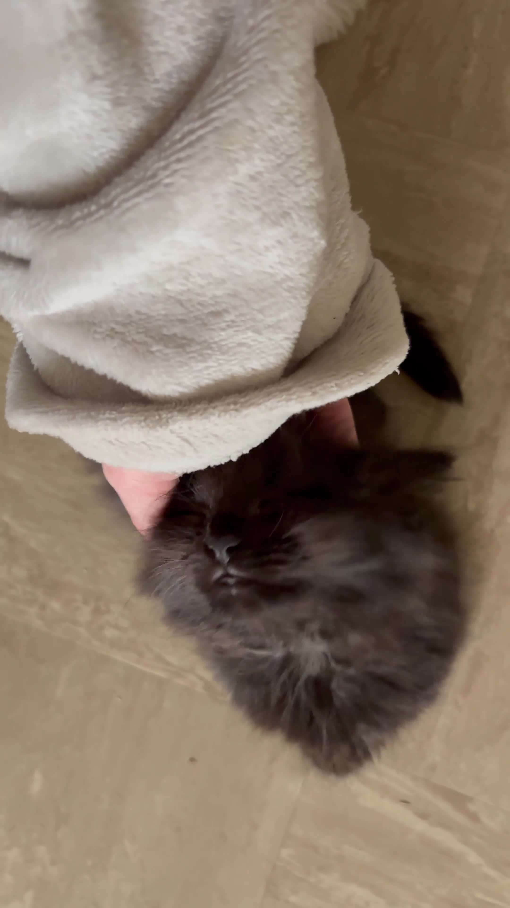 British Longhair cats for sale: 1 LEFT Mixed British Longhair kitten in Bungay - Video 1