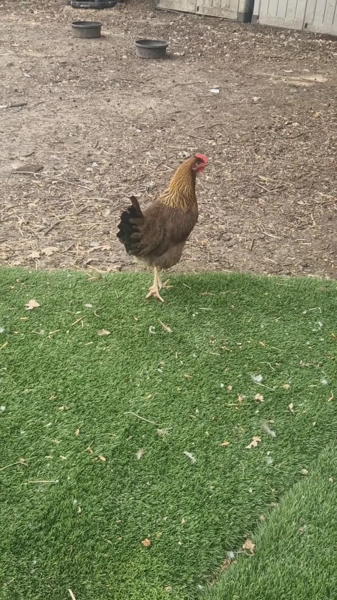 Ducks poultry for sale: Runner/Pekin Ducks/chickens - Video 2