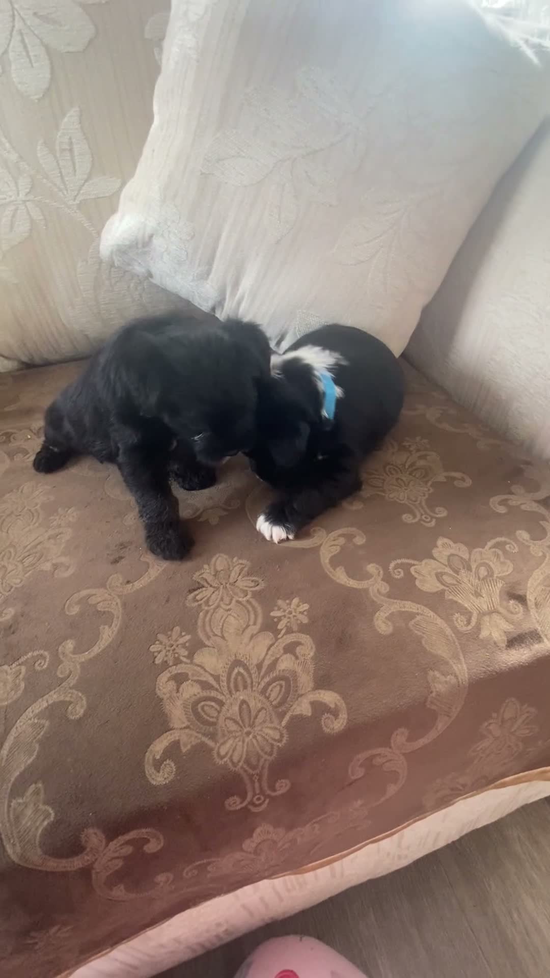 Mixed Breed dogs for sale: SHIH TZU × JACK RUSSELL PUPS— READY NEXT WEEK!  - Video 1