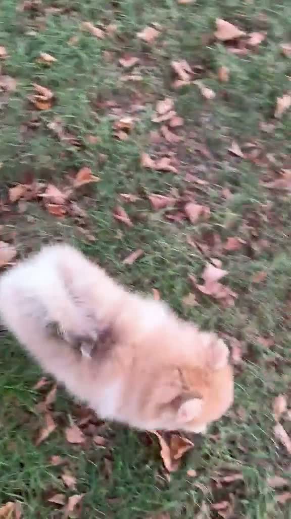 Pomeranian dogs for sale: 🩷 Chocolate merle girl, 🩵 blue eye Merle boy - Video 5