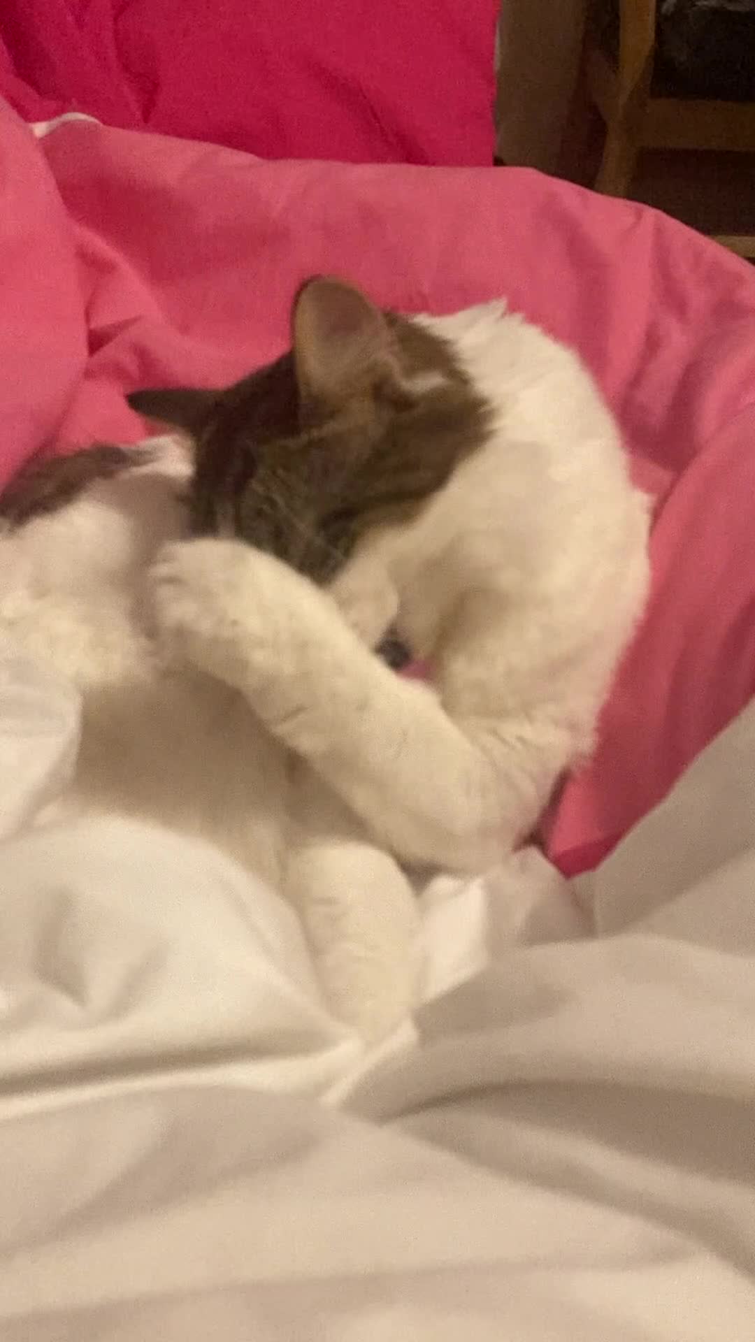 Domestic Shorthair cats for sale: Loving Home Needed for Two Sweet Cats  in Romford - Video 3