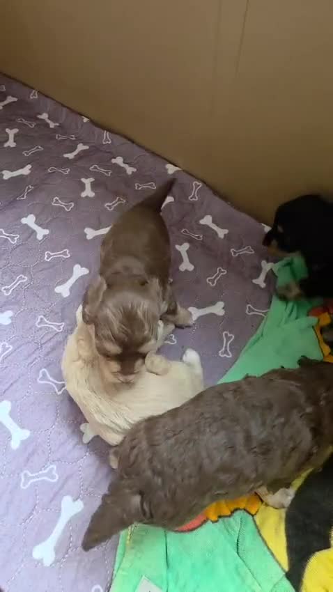 Cockapoo dogs for sale: Gorgeous Cockapoo F1B  in Chester - Video 1