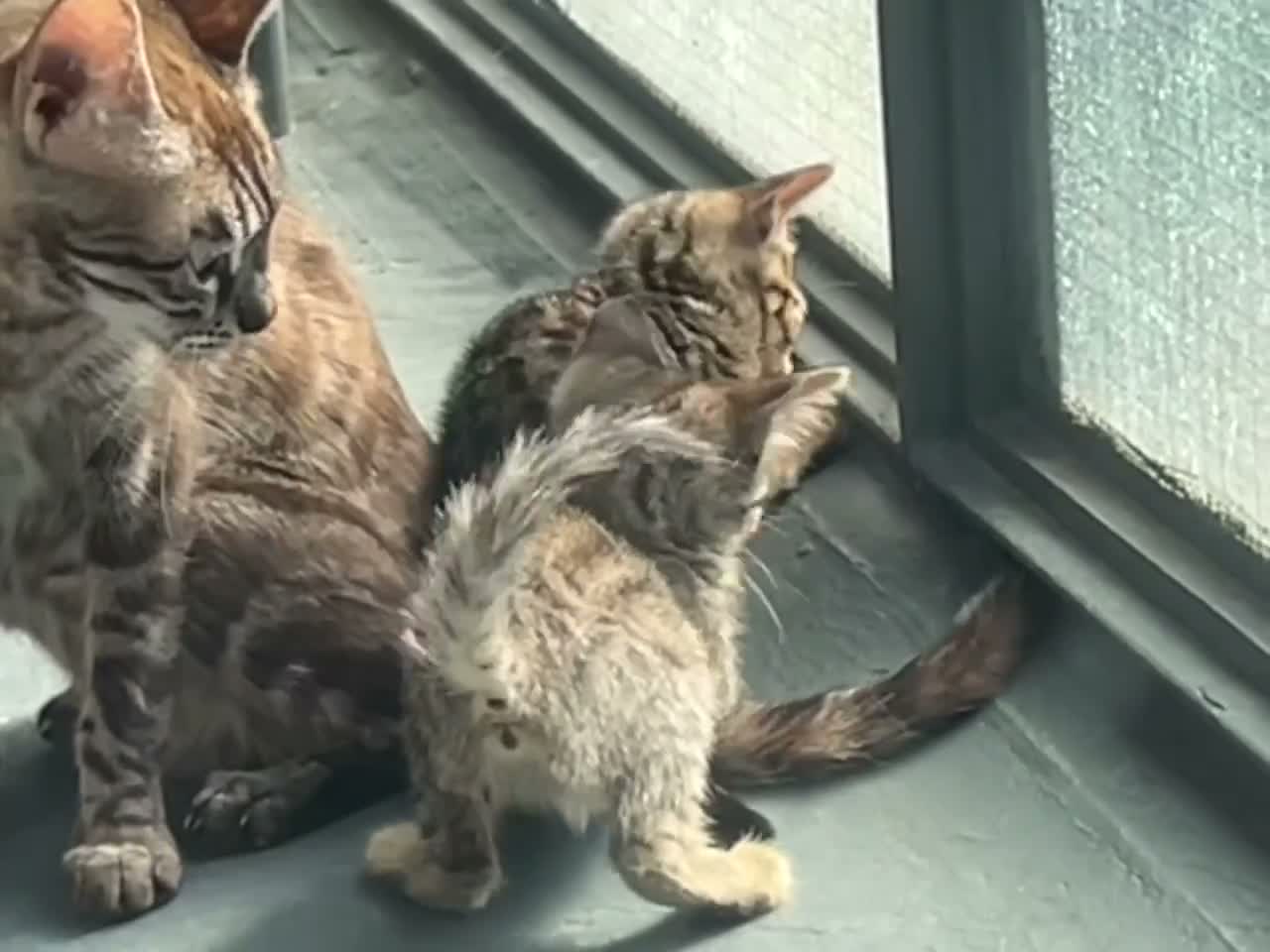 Bengal cats for sale: Pure bengal kittens - Video 2