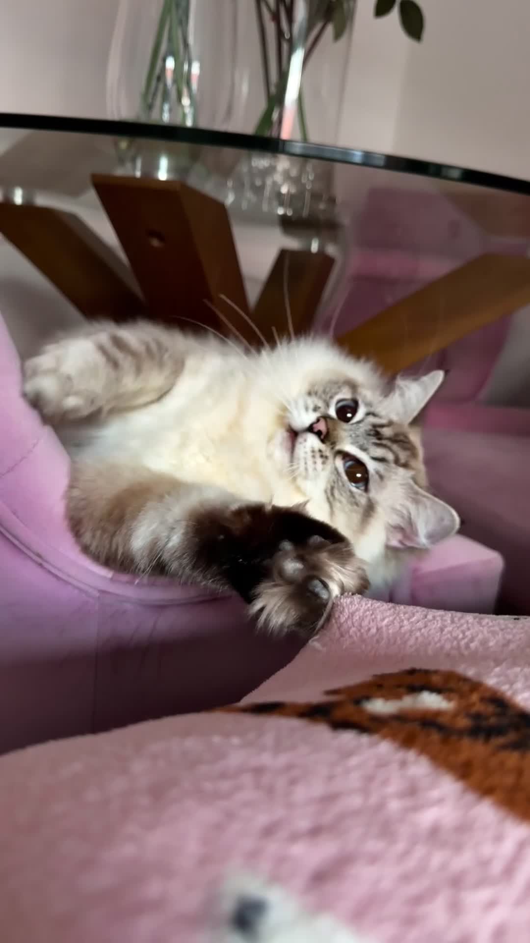 Ragdoll cats for sale: GCCF / European bloodline ragdoll kittens  - Video 1