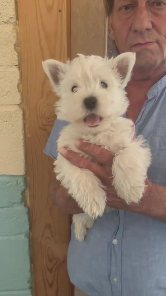 West Highland Terrier dogs for sale: Westdrew Westies - 5 star licensed breeder - Video 1