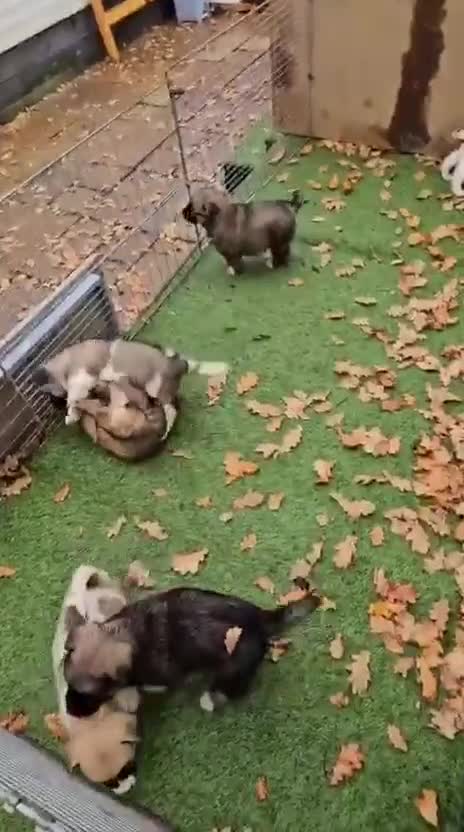 Mixed Breed dogs for sale: Akita/malamute  - Video 1