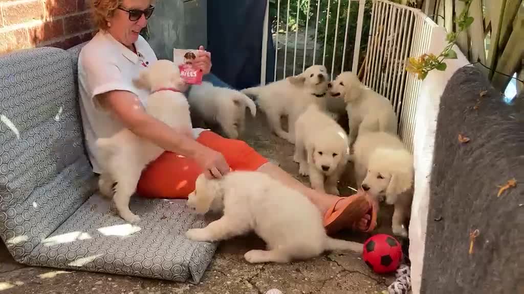 Golden Retriever dogs for sale: Elsa,  female pup in Sudbury - Video 2