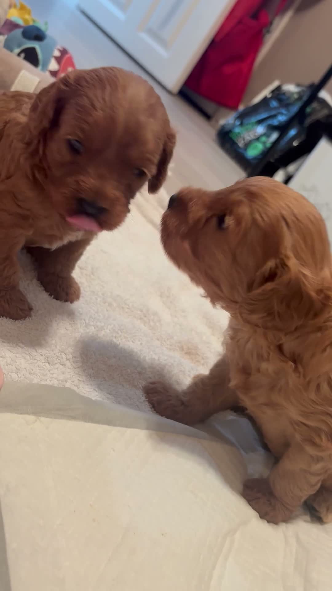 Cavapoo dogs for sale: Cavapoo  - Video 1