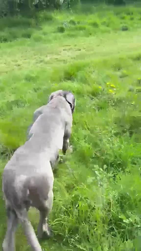 Cane Corso dogs for stud: 3 year old Cane corso male stud ready in Dagenham - Video 1