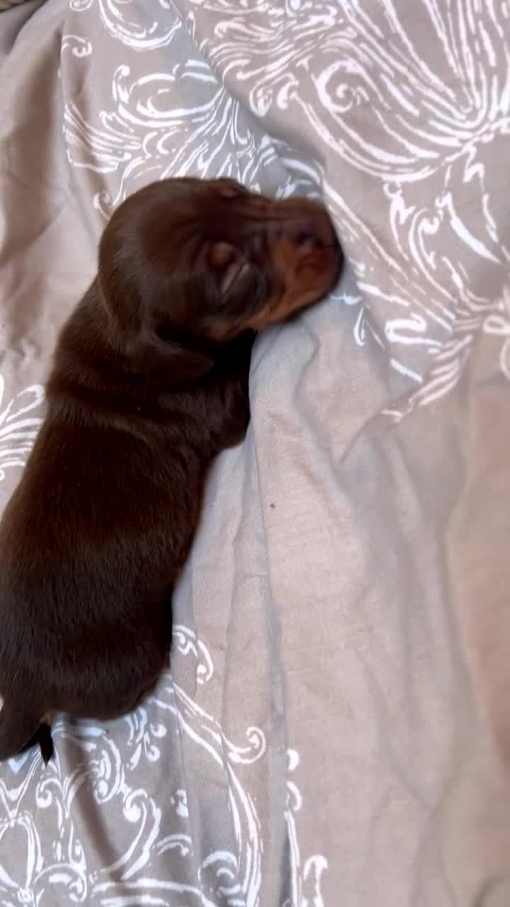 Miniature Dachshund dogs for sale: miniature dachshunds - Video 1