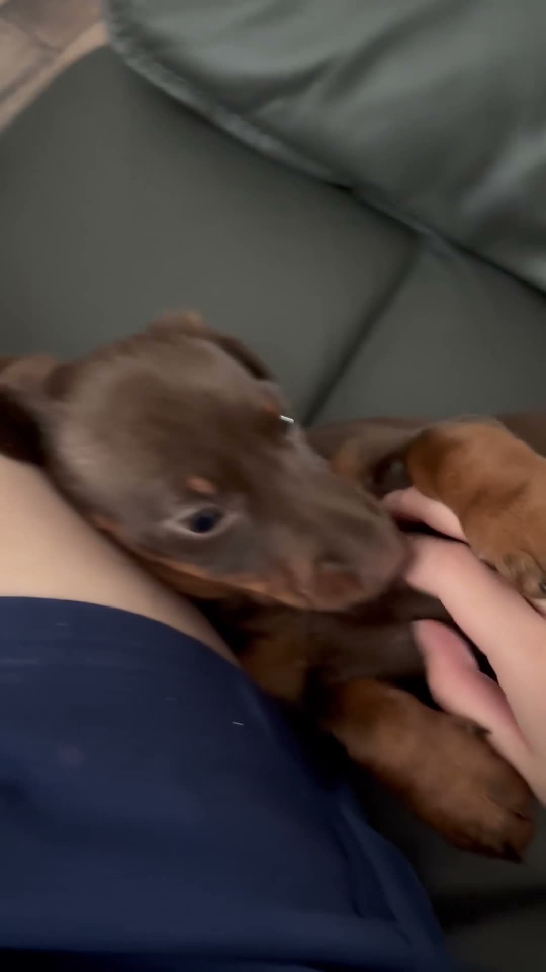 Dachshund dogs for sale: Male Smooth-Haired Dachshund Puppy - Video 2