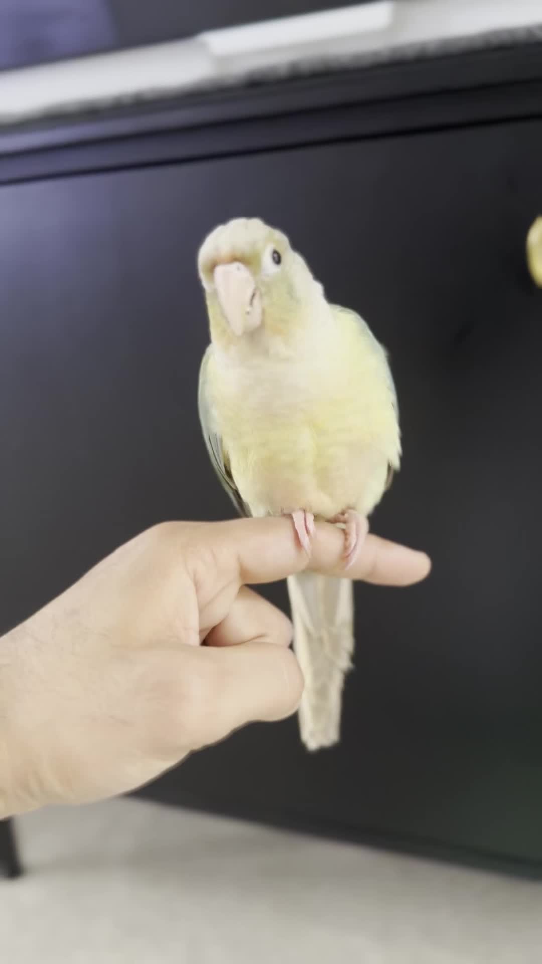 Conures birds for sale: Conure with Cage, Hand Tame, Green Cheek Conure in Ilford - Video 2