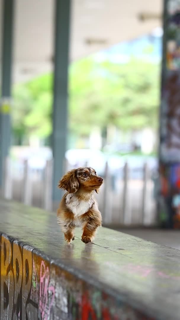 Dachshund dogs for stud: Dapple chocolate tan  in Bedford - Video 1