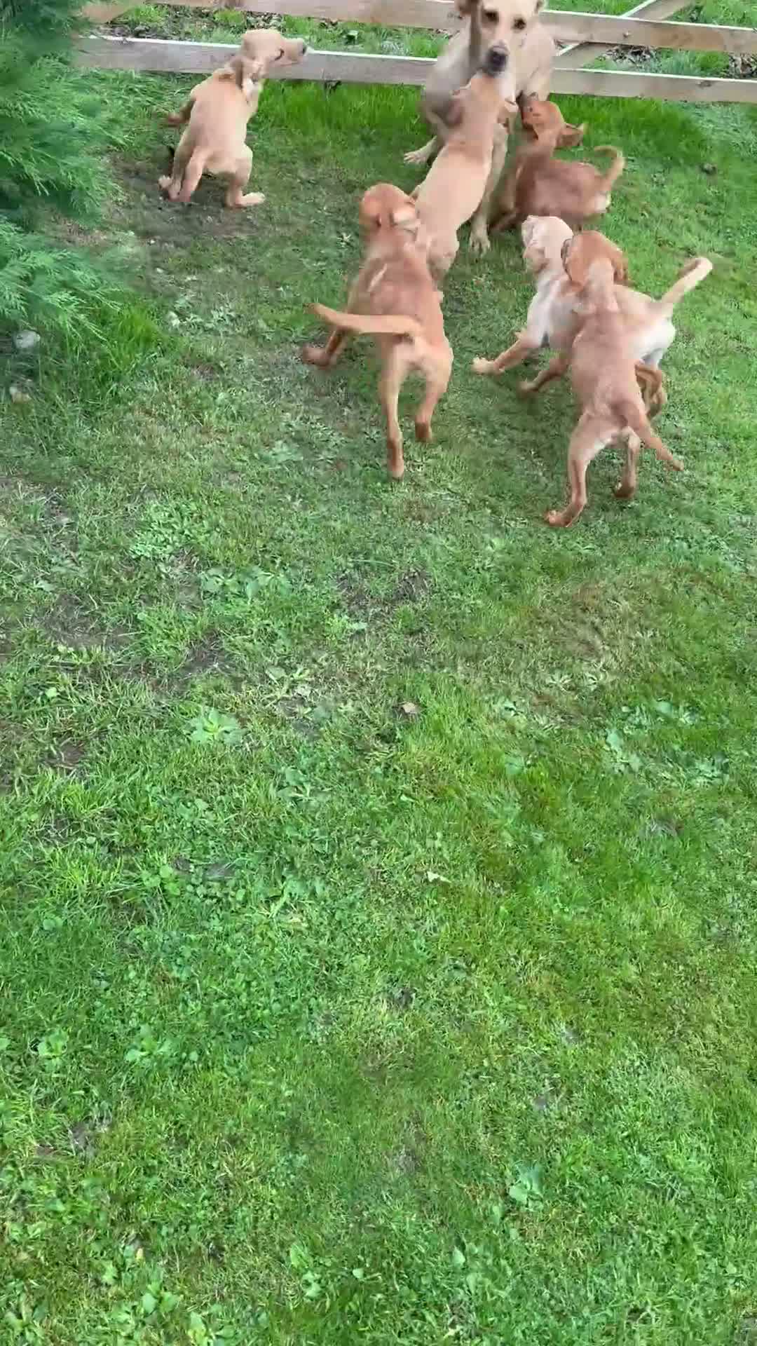 Labrador Retriever dogs for sale: Fox red & Yellow Labrador Puppies  - Video 1