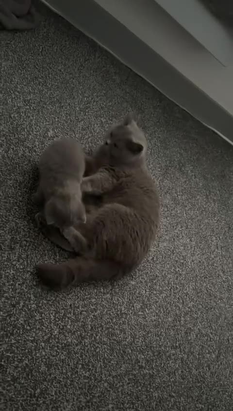 British Shorthair cats for stud: GCCF reg blue British Shorthair for stud - Video 3