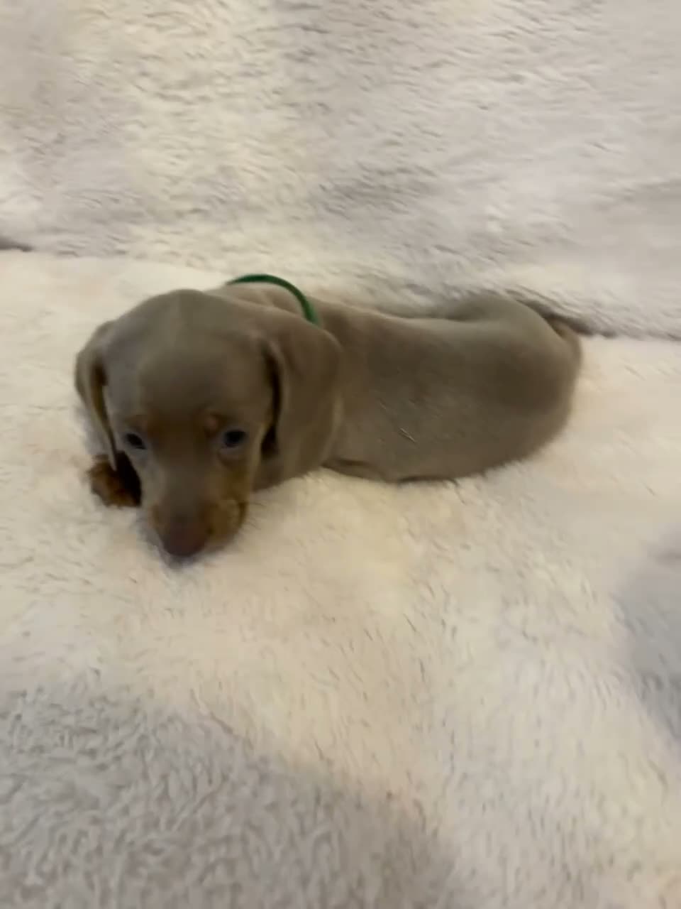 Miniature Dachshund dogs for sale: KC Registered Mini Dachunds Blues and Isabelle’s - Video 4