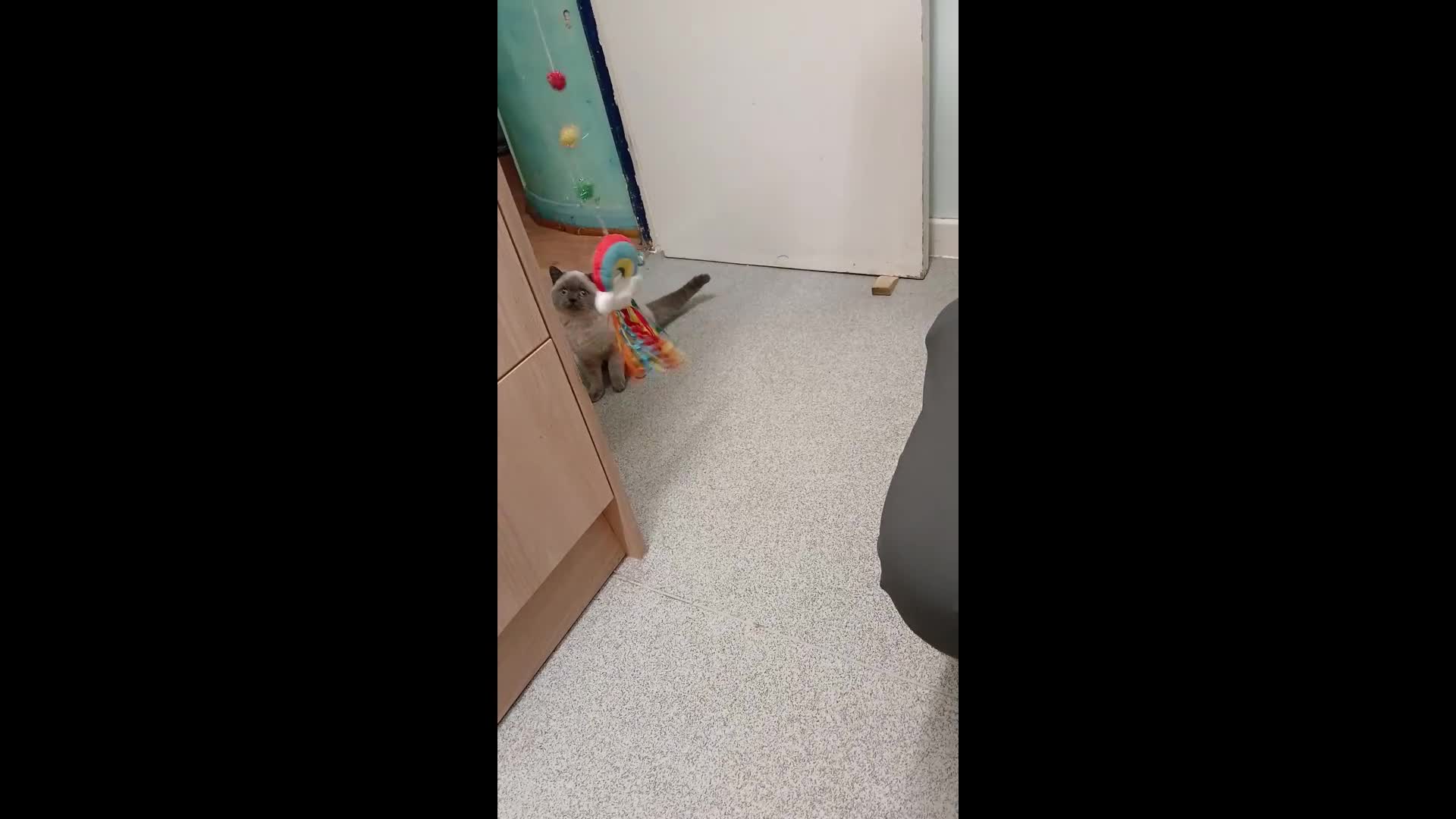 British Shorthair cats for sale: STUNNING LILAC BLUE BHS YOUNG FEMALE CAT - Video 1