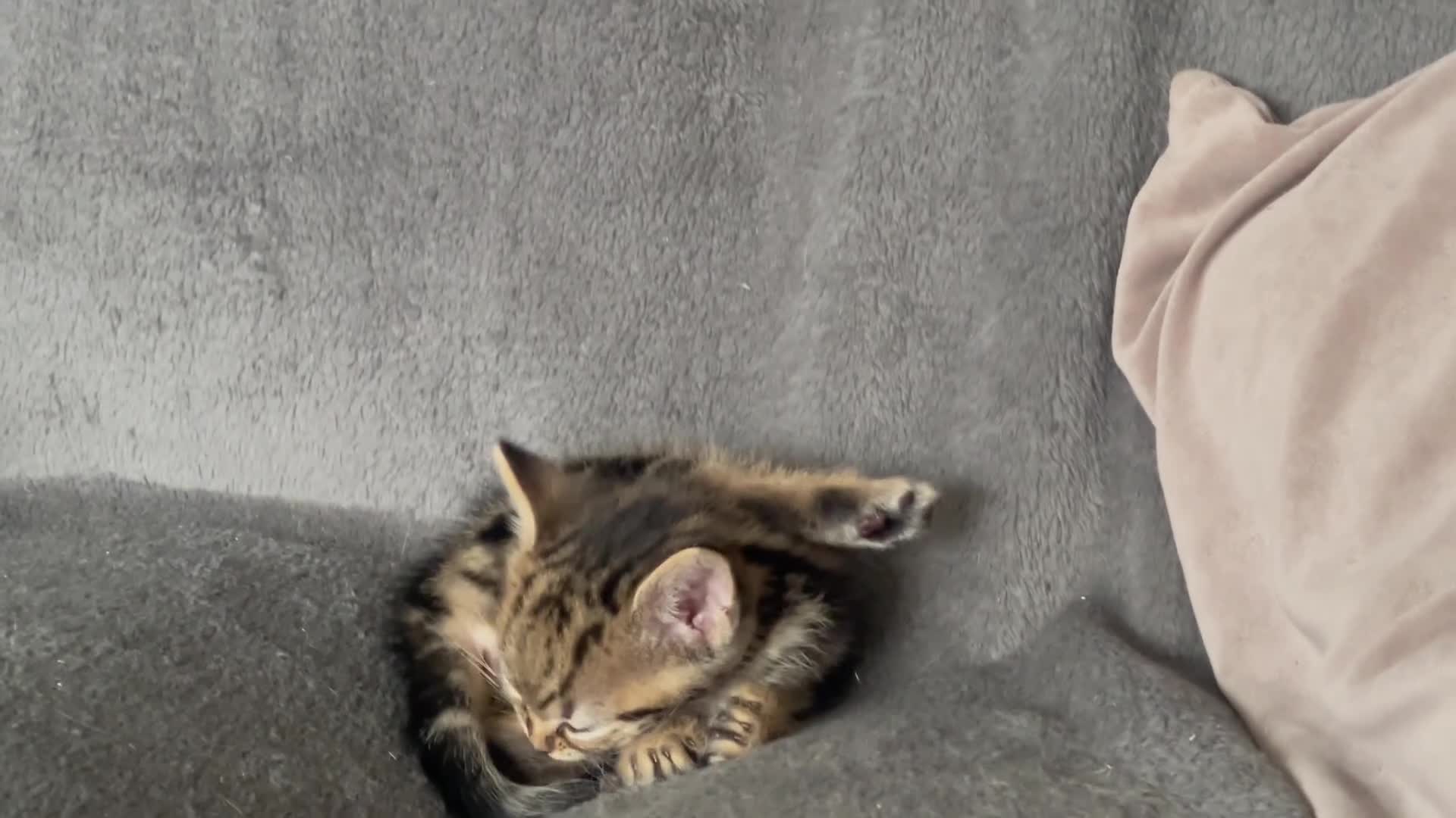 American Shorthair cats for sale: 🔥 Stunning Kittens – Unique Colours – Ready Soon  - Video 3