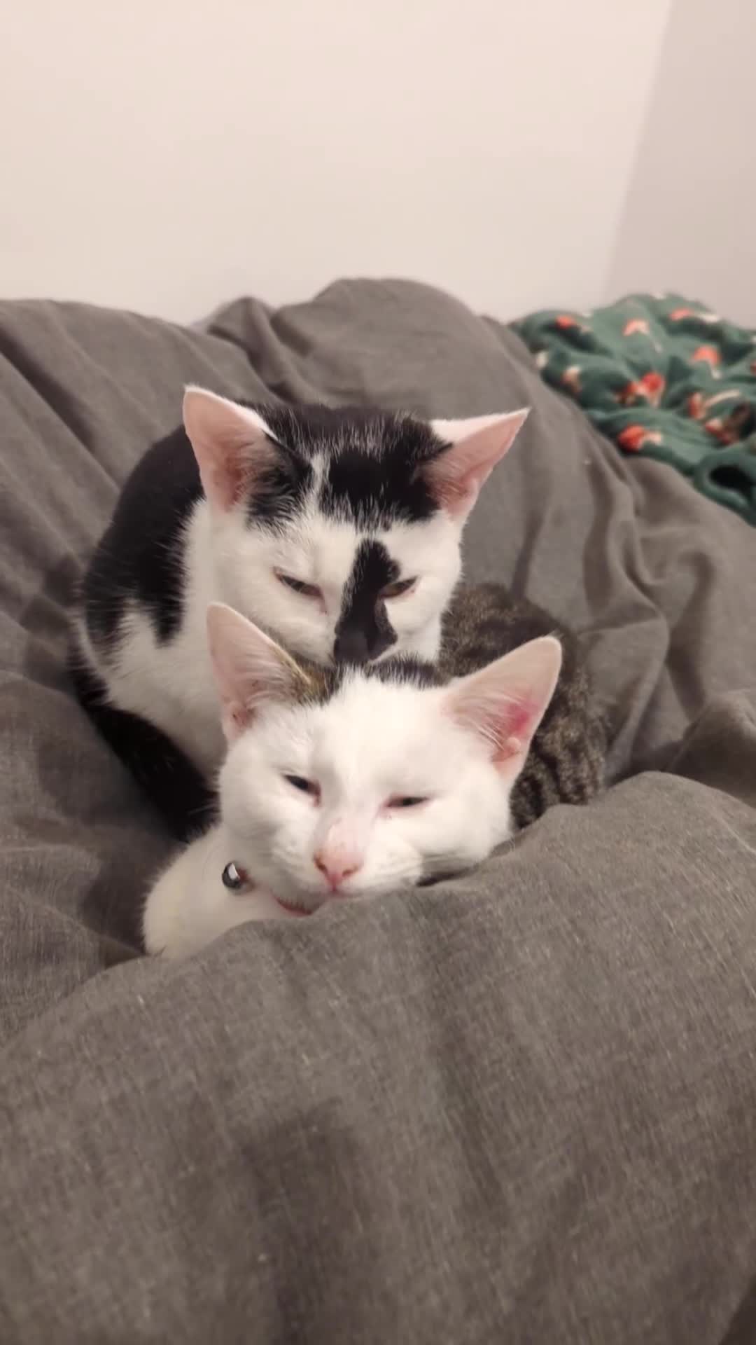 British Shorthair cats for sale: Black and white Magpie - Video 1