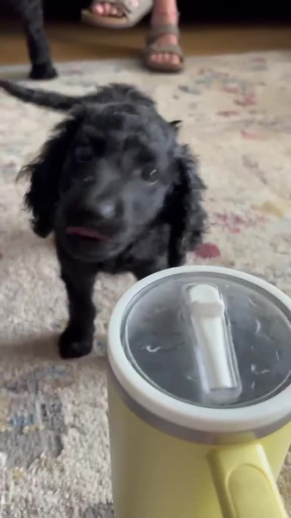 Cockapoo dogs for sale: *Last Of The Litter* Stunning F2 cockapoo puppies - Video 1