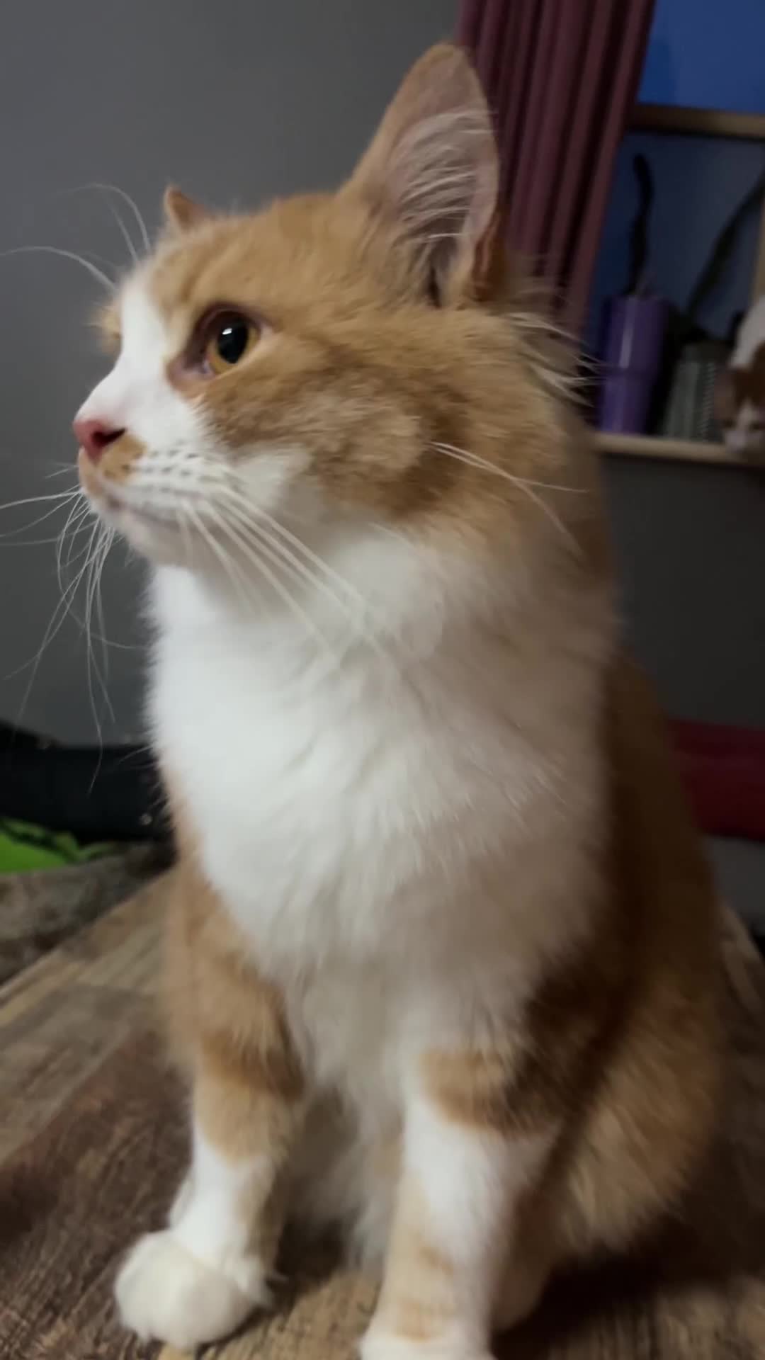 Mixed Breed cats for adoption: Pumpkin - Video 1