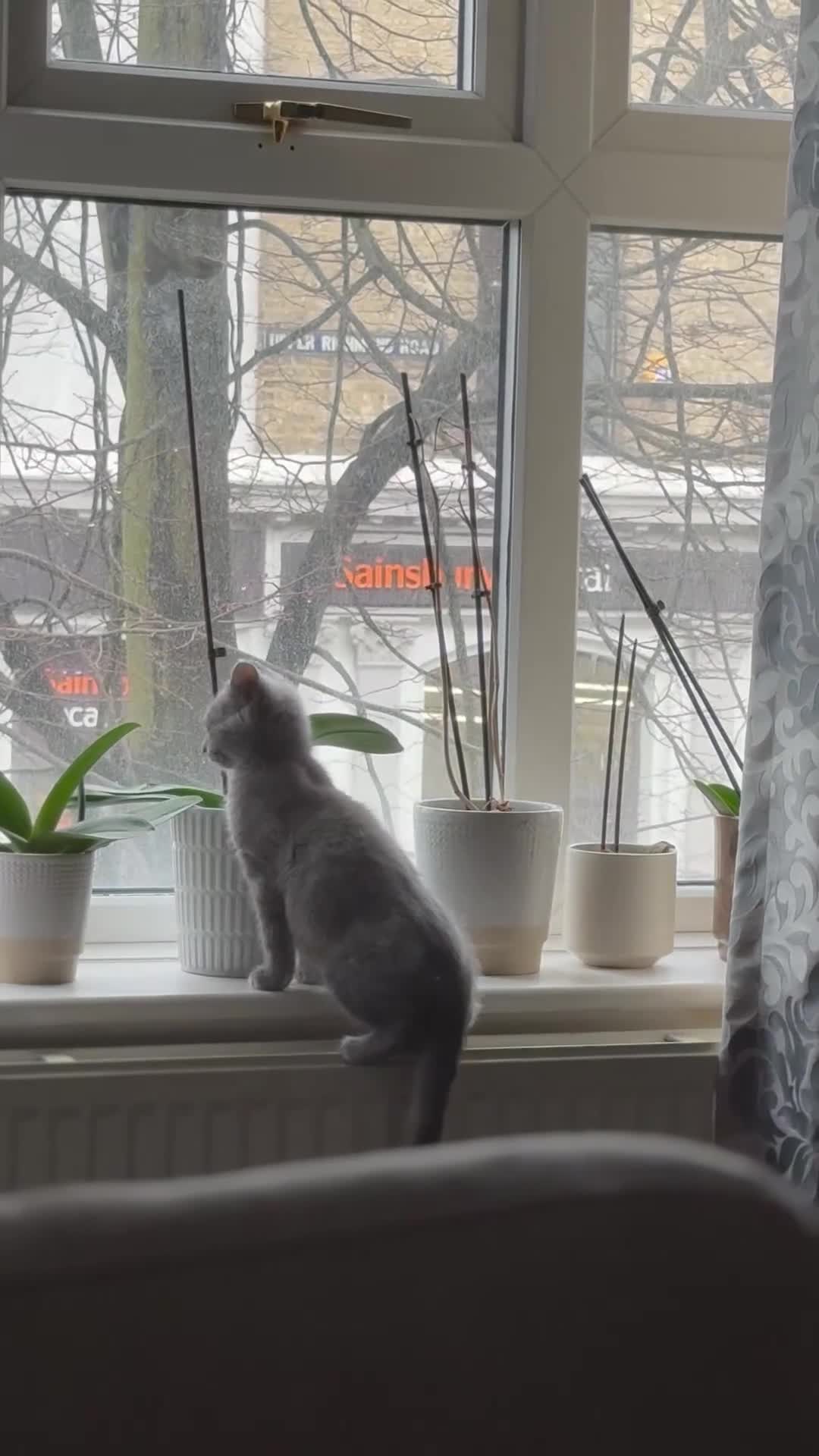 British Shorthair cats for sale: Velvet, British shorthair lovely kitten🥹 - Video 1