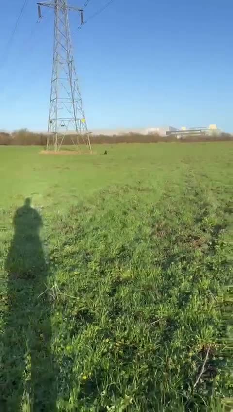 Rottweiler dogs for stud: Pure Pedigree Rottweiler Stud in Coventry - Video 1