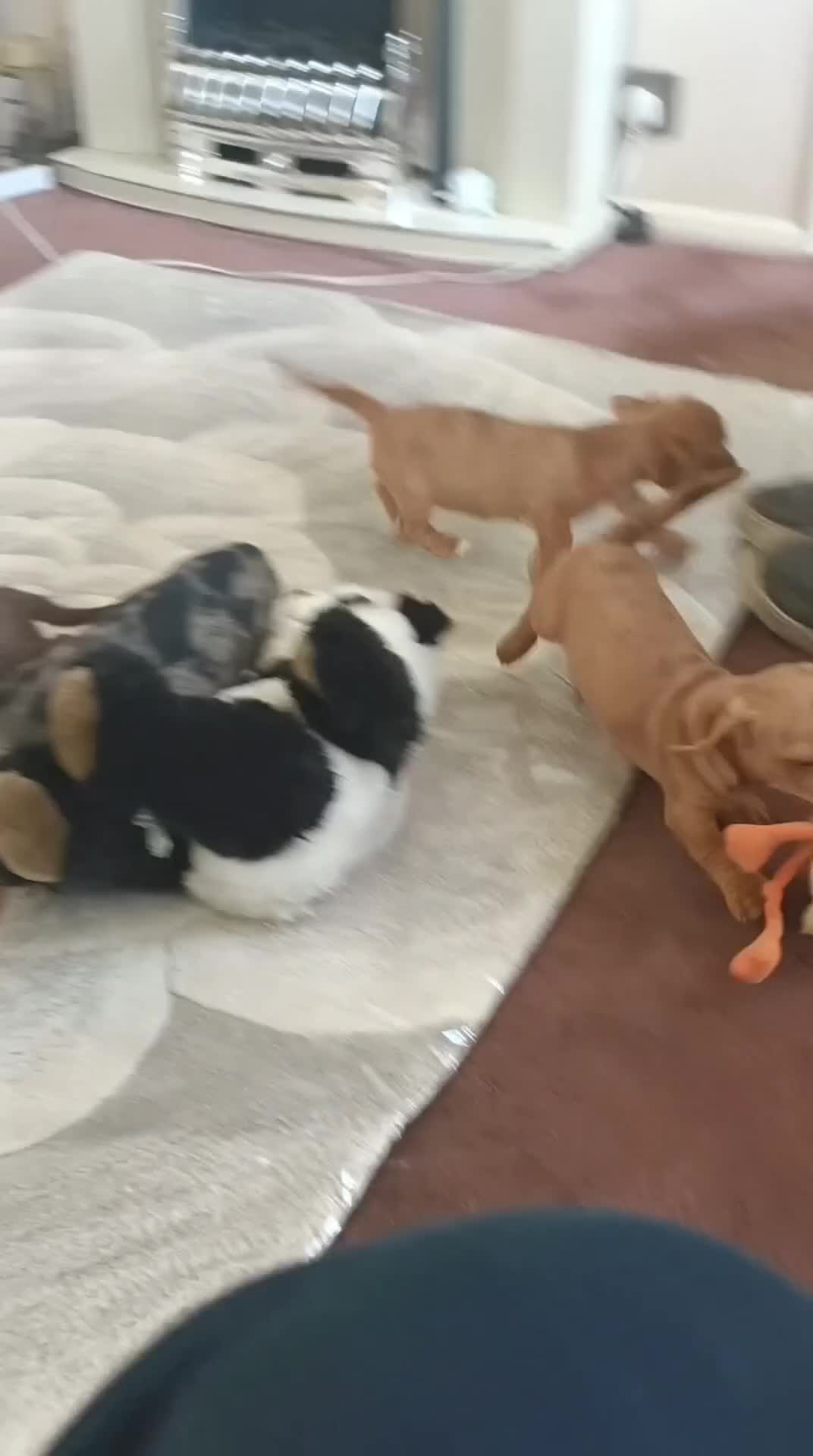Mixed Breed dogs for sale: Norfolk Terrier Puppies - Video 1