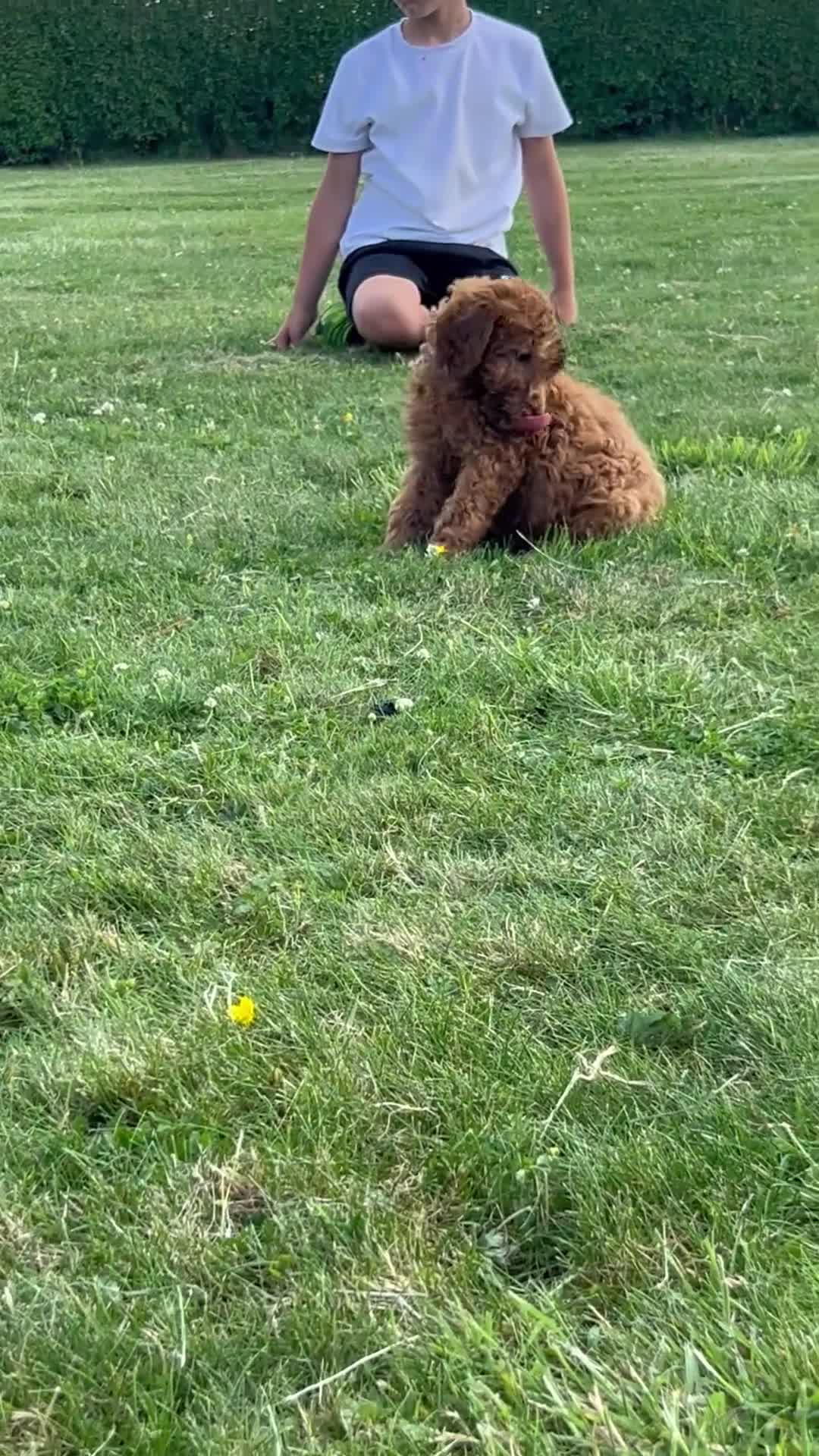 Labradoodle dogs for sale: Ready F1b labradoodle curl red health test parent  - Video 3