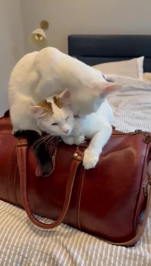 Mixed Breed cats for adoption: ARES BOY - FIONA MIX TURKISH ANGORA GIRL BONDED  - Video 4