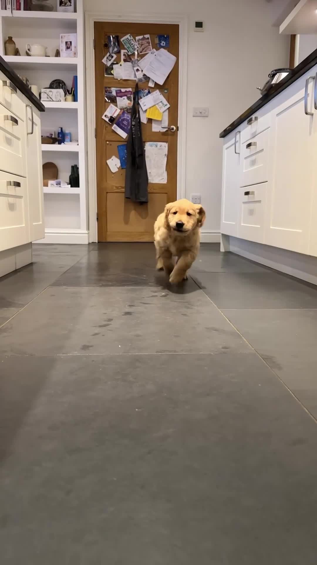 Golden Retriever dogs for sale: Golden Retriever pups for sale - Video 4