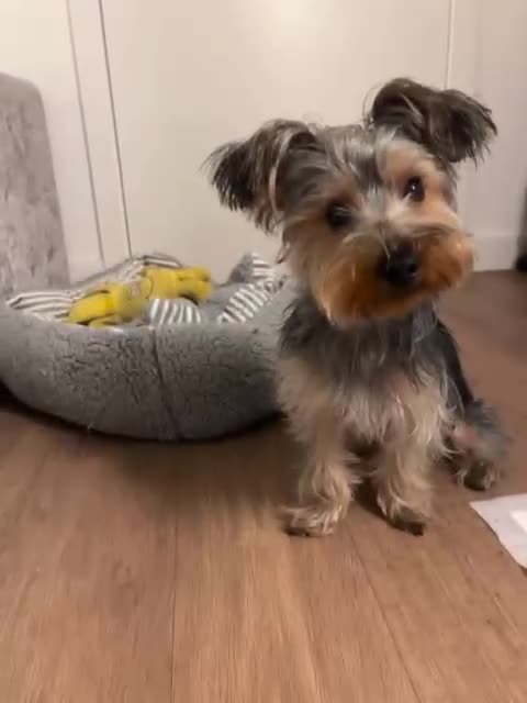 Yorkshire Terrier dogs for sale: Miniature yorkie - Video 1