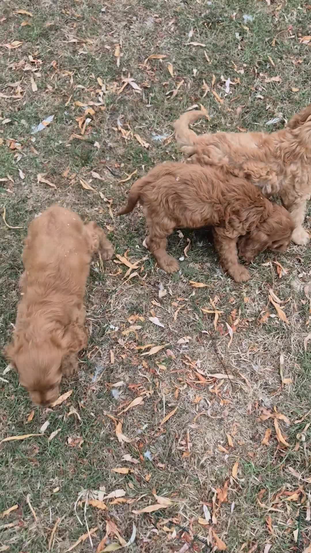 Cockapoo dogs for sale: F1 Cockapoo Puppies - Video 1