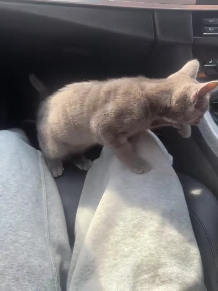 Russian Blue cats for sale: Female  - Video 4