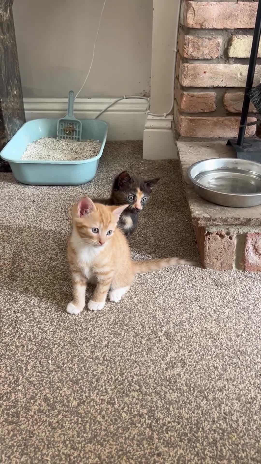 Domestic Shorthair cats for sale: Very cute and friendly litter of kittens  - Video 2