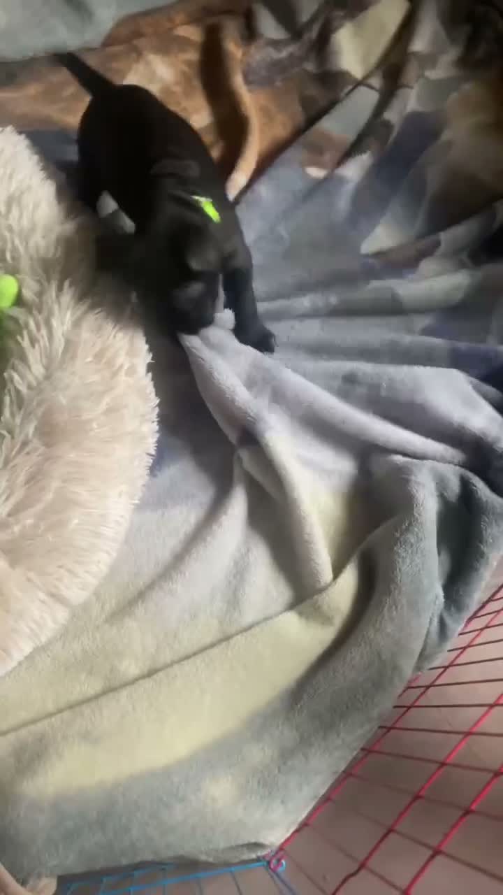 Mixed Breed dogs for sale: 1 Male - 1 Female - Video 2