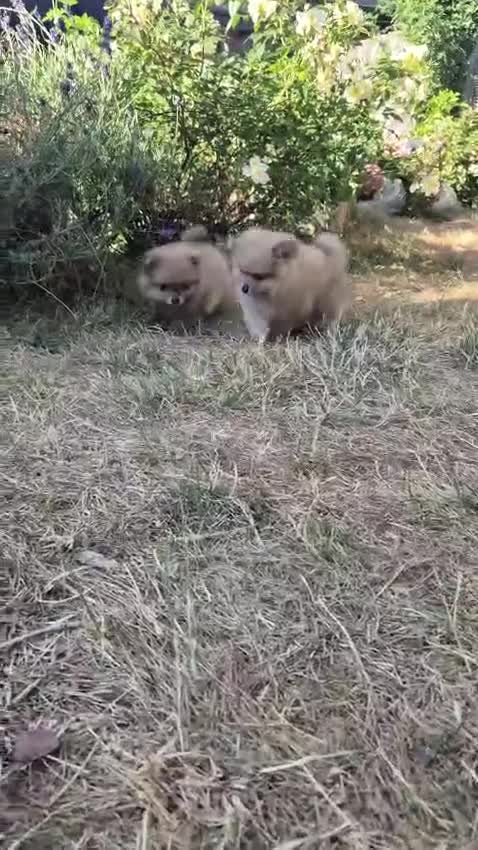 Pomeranian dogs for sale: Two Lovely Sable Purebred Pomeranian Puppies - Video 2