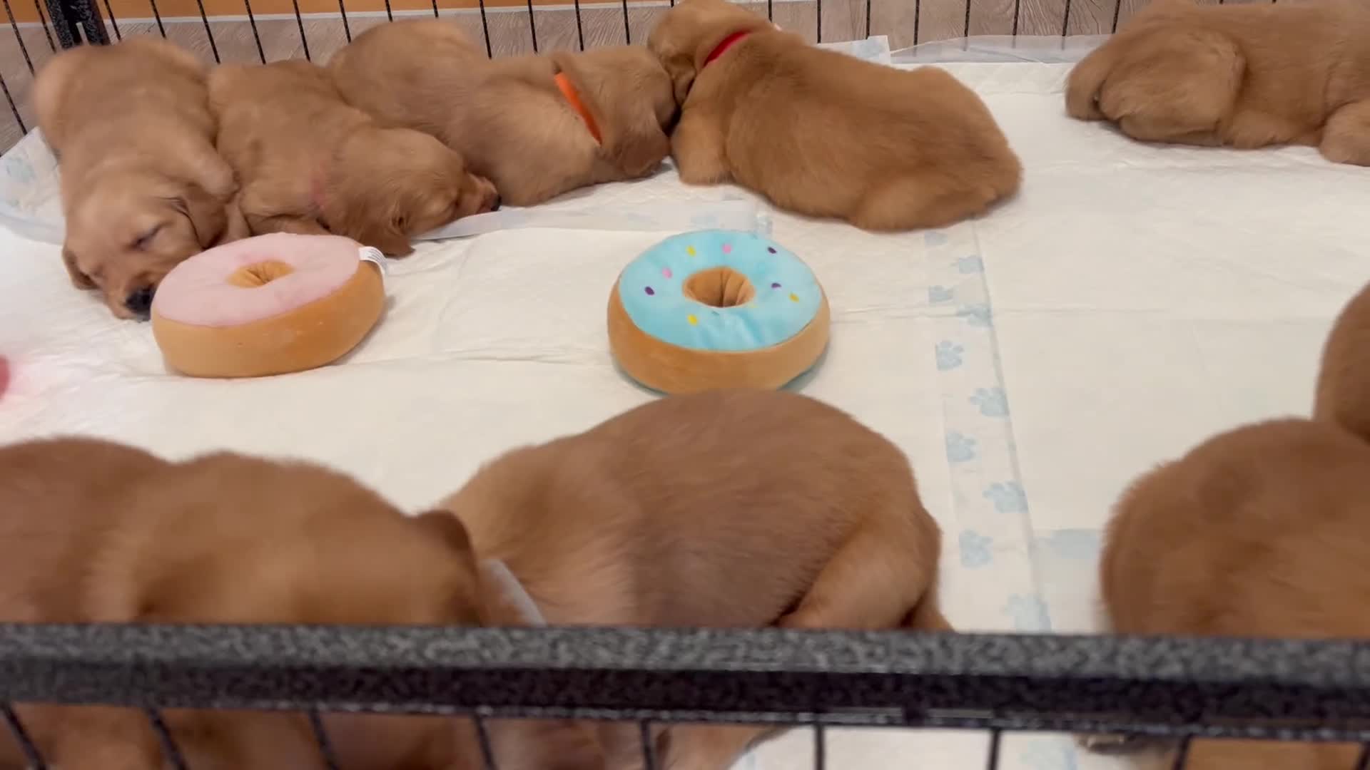 Golden Retriever dogs for sale: KC Fox Red Golden Retriever Puppies  in ELY - Video 1