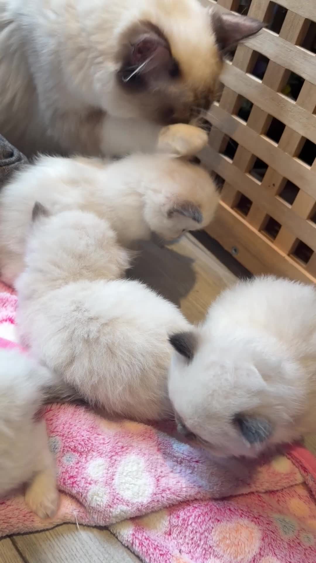 Ragdoll cats for sale: 🤍Pure Breed Ragdolls-last bicolour boy left 🤍 - Video 5