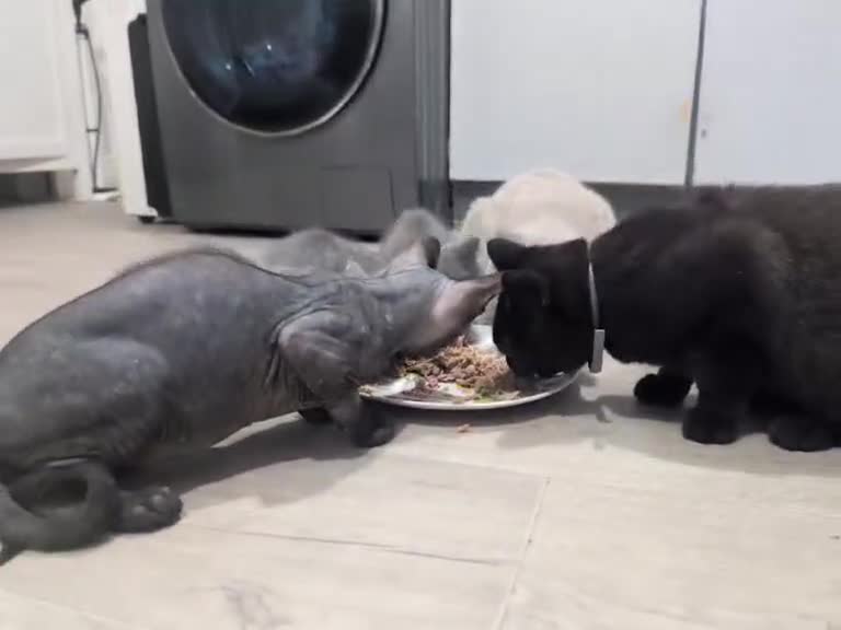 British Shorthair cats for sale: Sphynx boy and British shorthair girl  - Video 2