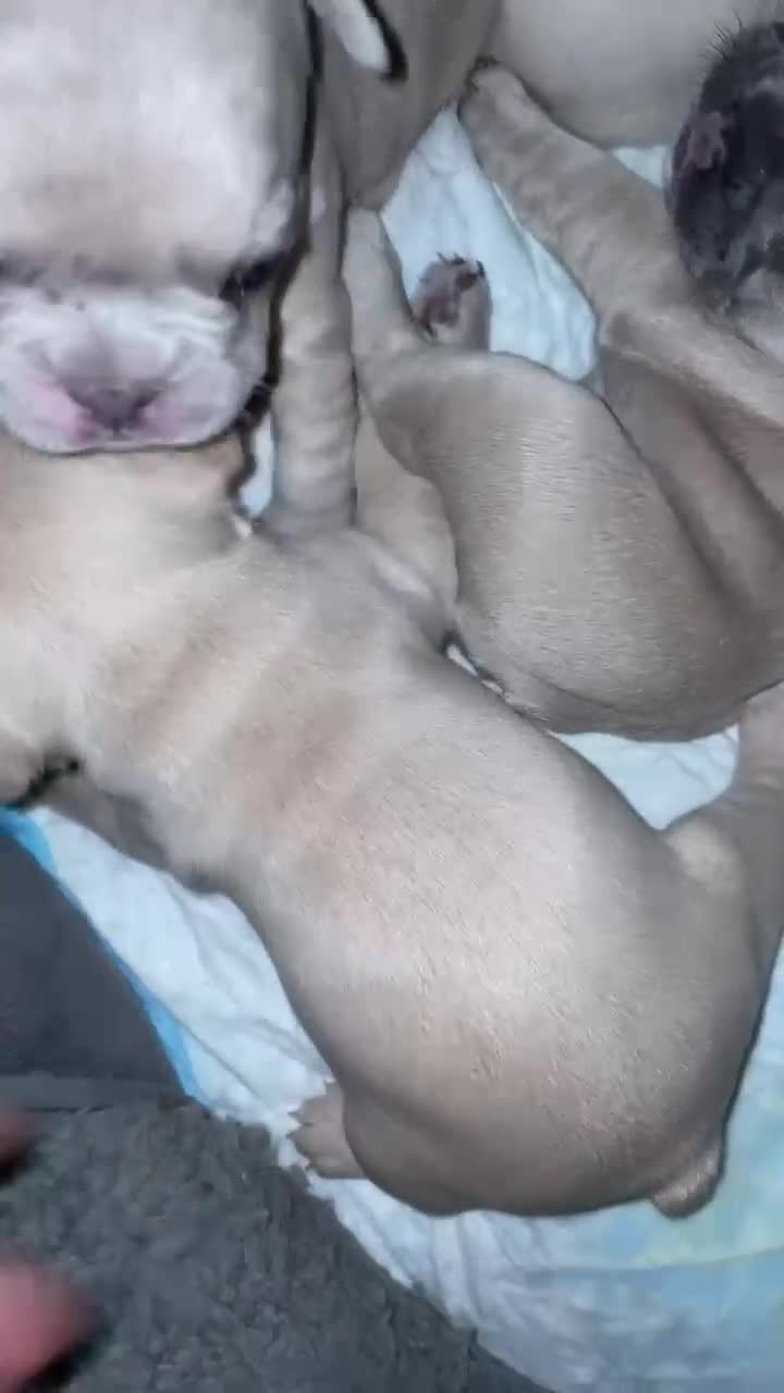 French Bulldog dogs for sale:  French Bulldog Puppies – Beautiful, Rare Colours - Video 2