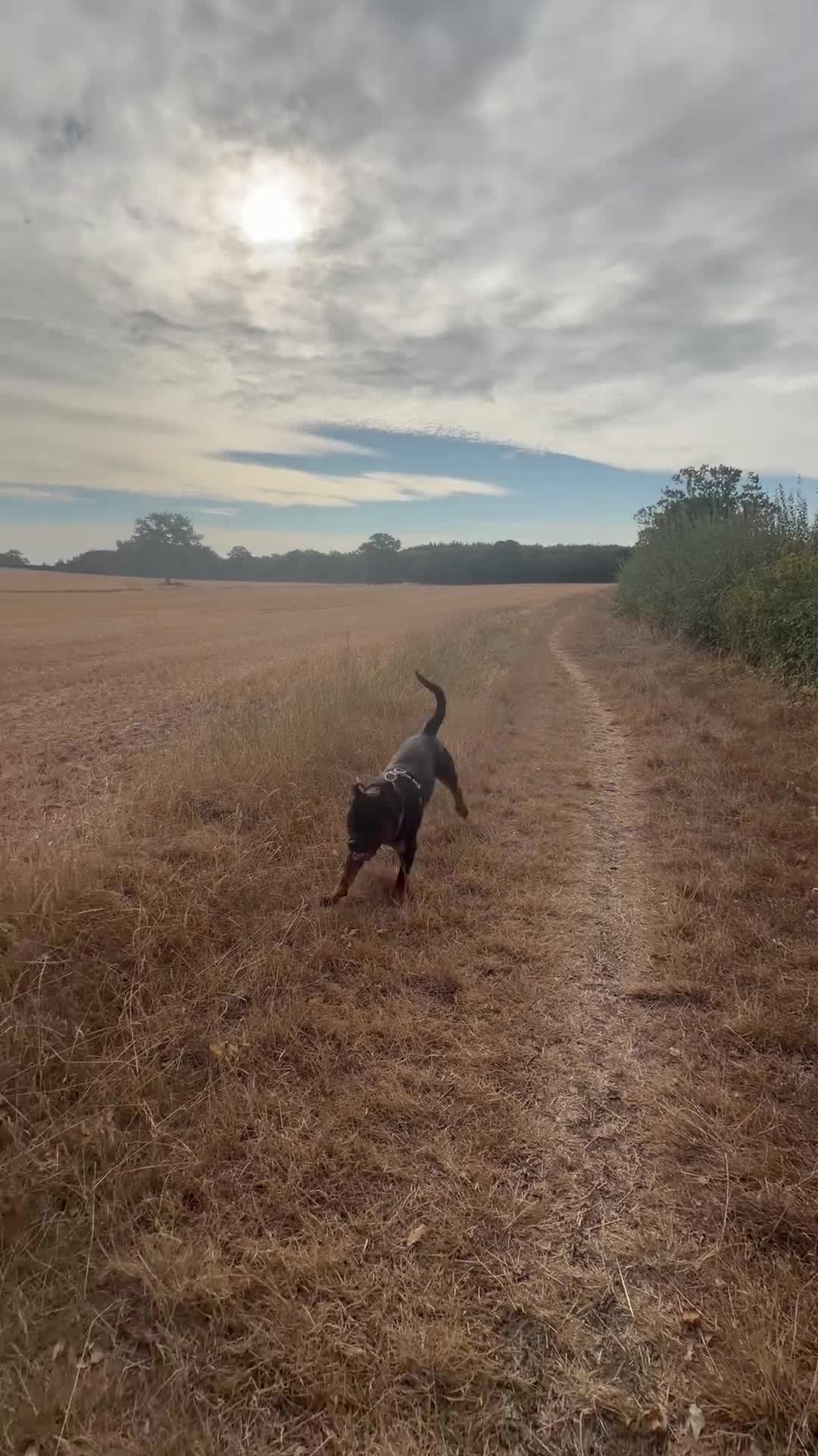 Rottweiler dogs for sale: Ronnie  - Video 1