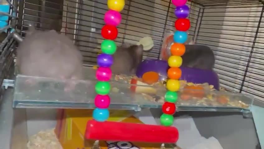 Hamster rodents for sale: Baby hamsters for sale - Video 1