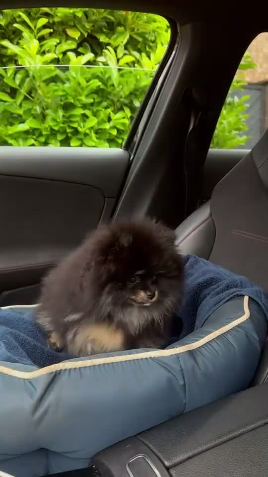 Pomeranian dogs for sale: Stunning Russian Pom  in Harlow - Video 5