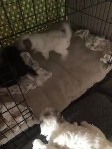 Cockapoo dogs for sale: Cockerpoo f1b puppies for sale  - Video 1