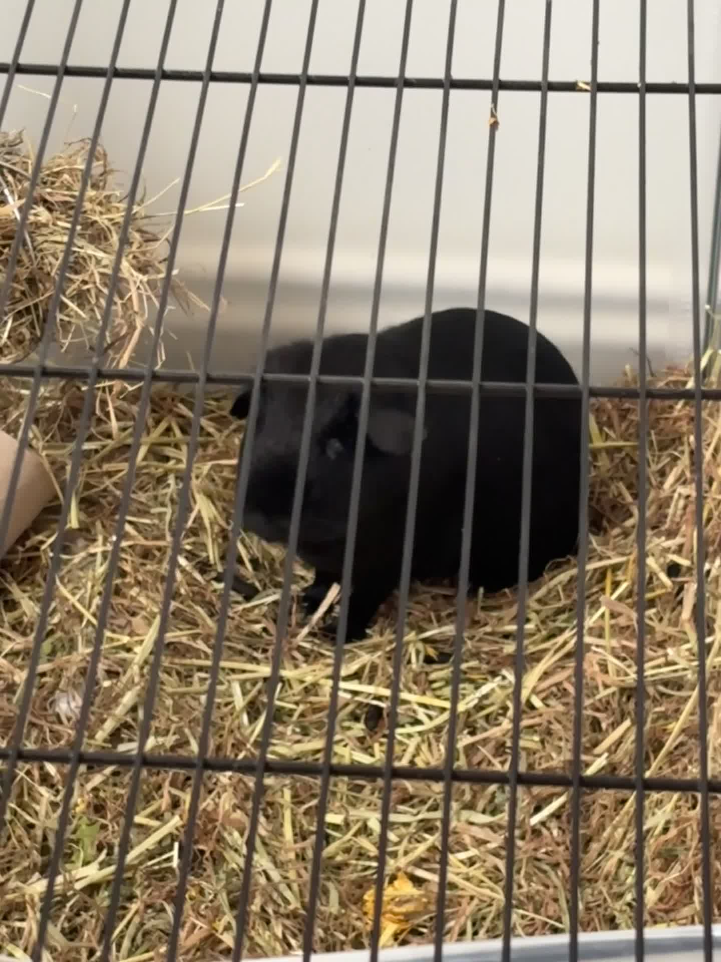 Guinea Pig rodents for sale: Boar Guinea Pig  - Video 1